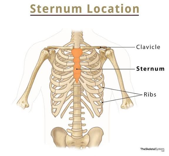 <p>Breastbone in center of chest. Note Xiphoid process (flexible inferior extension) which is a landmark for CPR</p>