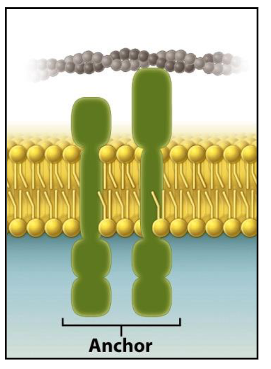 <ul><li><p>They play an important role by interacting with and physically linking the cell to the components of the extracellular matrix.</p></li><li><p>Multicellular organisms are composed of tissues and organs consisting of communities of cells.</p></li><li><p>These cells work together to perform a function (e.g., skin, liver, leaves).</p></li><li><p>The ECM is an organized network of material produced and secreted by cells.</p></li><li><p>Example: The ECM is abundant in connective tissues of animals (e.g. tendons, ligaments, dermis)</p></li></ul><p></p>