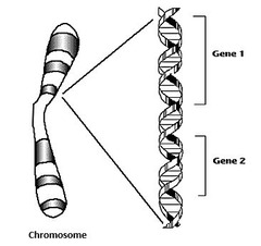 <p>sequence of DNA that codes for a protein and thus determines a trait</p>