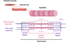 <p>protein filaments in myofibrils:</p><p>*myosin* (thick filaments)</p><p>*actin* (thin filaments)</p><p>Myofibrils can be divided into sections called *sarcomeres*</p><p>sarcomeres shorten during muscle contraction as myosin and actin filaments slide past each other</p>