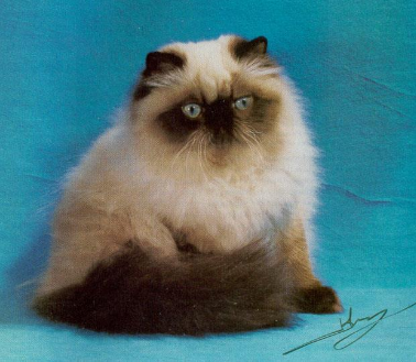 <p>long-haired with a pointed coat pattern.</p>