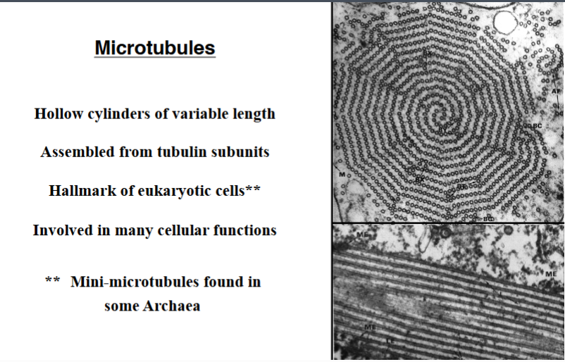 <p><span style="background-color: transparent;"><strong>&nbsp;Microtubules: Structure and Composition</strong></span></p>