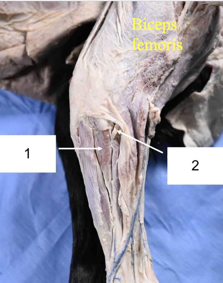 <p>What nerve is 2?</p>