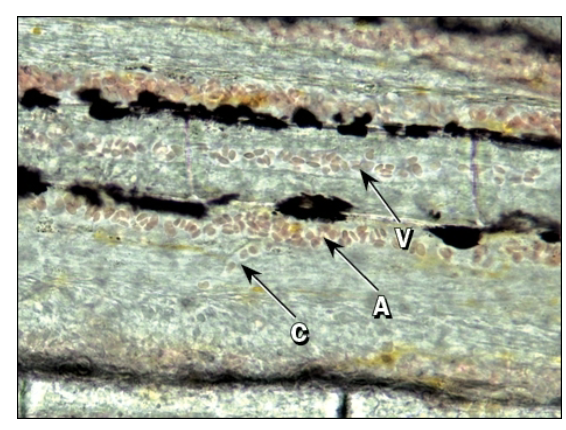 <ul><li><p>Smallest blood vessels; 4–10 μm in diameter</p><ul><li><p>Consist only of endothelium and basal lamina</p></li><li><p>Contractile pericytes may be present to regulate blood flow</p></li></ul></li></ul><p></p>