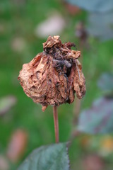 <p>lean and wrinkled by shrinkage as from age or illness</p>
