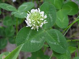 <p><span>Trifolium repens</span></p>
