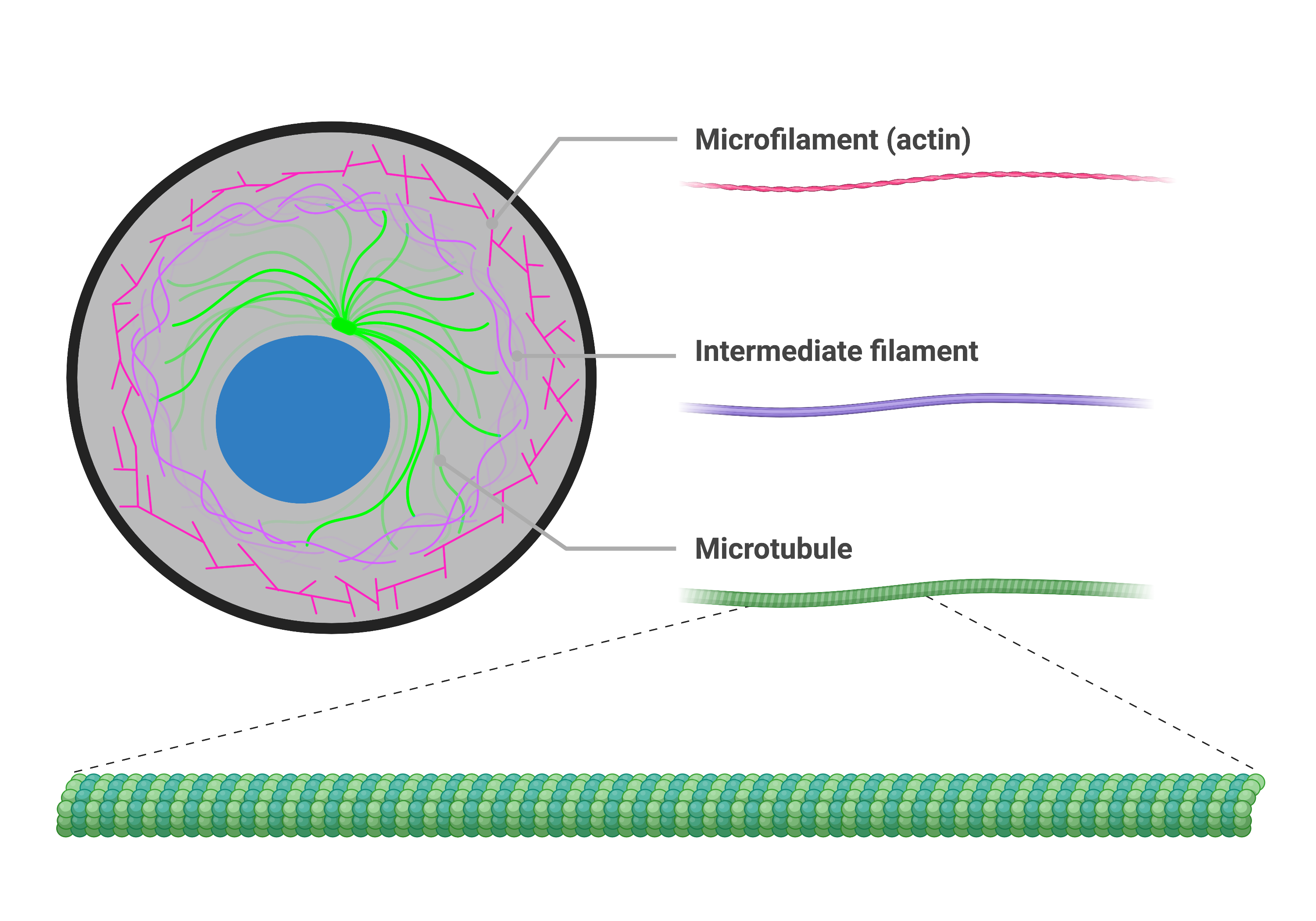 <p>Cytoskeleton </p>
