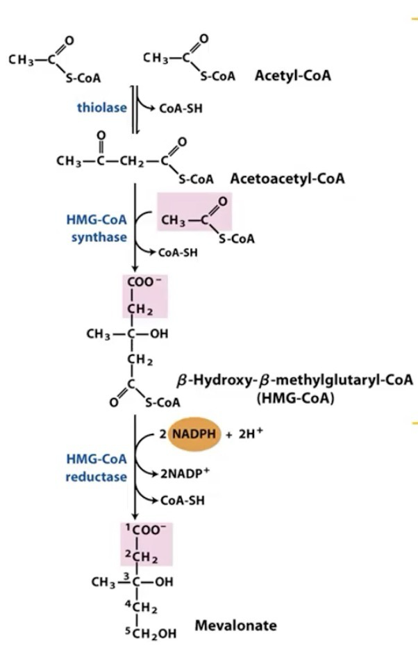 <p>ACA is transferred to the cytosol </p><ol><li><p>2 Acetyl-CoA → Acetoacetyl-CoA + CoA-SH via <strong>thiolase</strong></p></li><li><p>Acetoacetyl-CoA + Acetyl-CoA +H<sub>2</sub>O → β-Hydroxy-β-methylglutaryl-CoA (HMG-CoA) via <strong>HMG-CoA synthase</strong></p></li><li><p>HMG-CoA → Mevalonate + CoA-SH via <strong>HMG-CoA reductase</strong> (Needs 2NHDPH + 2H<sup>+</sup>)</p></li></ol><p></p>
