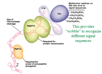 <ul><li><p>ER Targeting Signals (not exact conservation of sequence)</p></li><li><p>always starts with + and neutrally charged amino acids (which one) and ends with acidic amino acids, hydrophobic (15-20) AA’s not important which ones</p></li><li><p>methioninne brush: has many methionines, accommodate hydrophobic core, provides wobble in binding surface</p></li></ul><p></p>