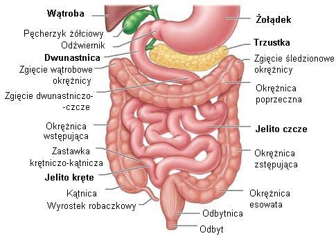 <p>Dwunastnica, jelito czcze i jelito kręte (kończy się zastawką Bauhina) Funkcje jelita cienkiego to: końcowe trawienie pożywienia, wchłanianie większości składników odżywczych, wody i elektrolitów</p><p></p>