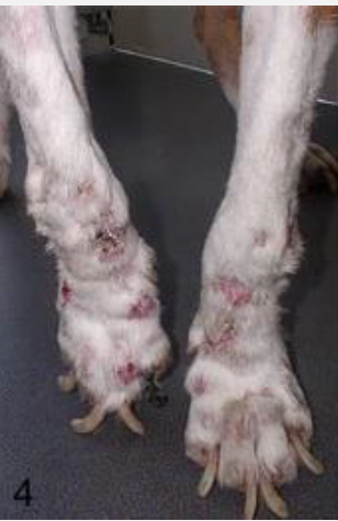 <p>Name the medical term for this condition</p>