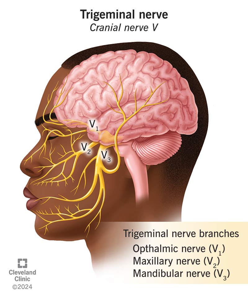 <p>What is the nerve that is associated with chewing?</p>