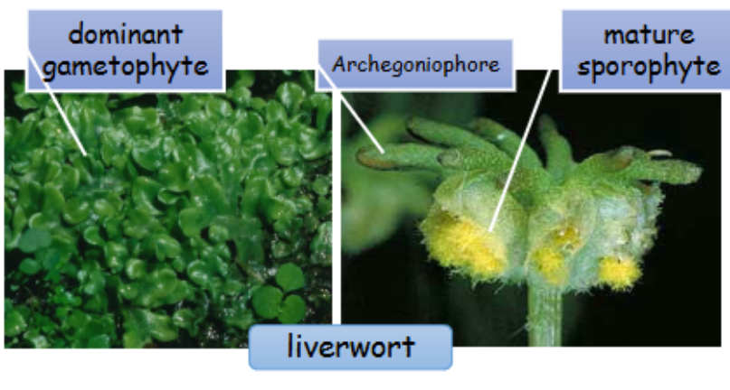 <p>Haploid gametophyte is the dominant form:</p><p>-dominant = longest lasting or largest</p><p>-makes eggs and flagellated sperm</p><p>-most are small, low growing, moist areas </p><p></p><p>Diploid sporophyte depends on gametophyte for food and water:</p><p>-grows within archegonium of gametophyte </p><p>-sporangium makes haploid spores </p>