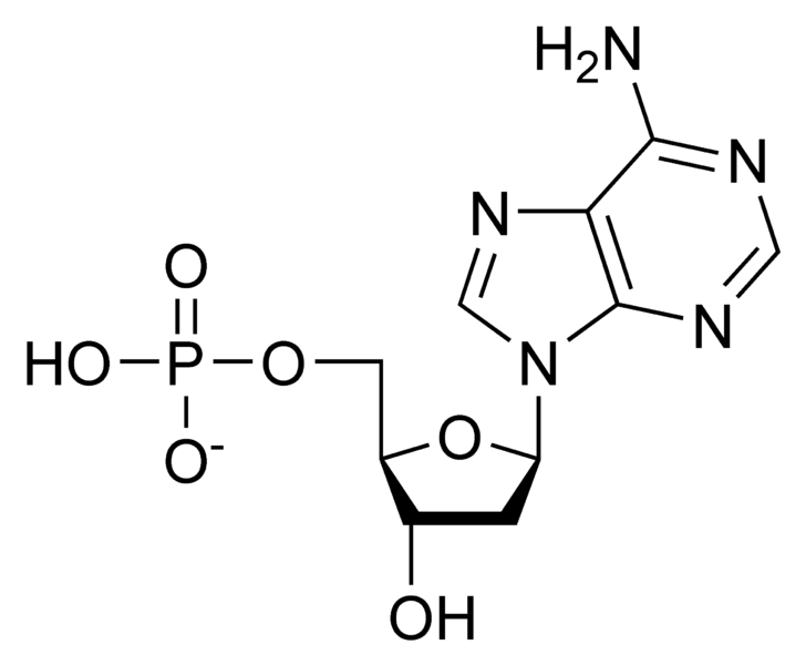 <ul><li><p><strong>Monomer: </strong>Nucleotides</p><ul><li><p>Nitrogenous Base</p></li><li><p>Pentose</p></li><li><p>1-3 Phosphate groups</p></li></ul></li></ul><p></p>