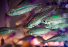 <p>in an unfavourable environment, the organism increases its speed and rate at which it changes direction </p><p>increases chance that organism is returned to a new location with favourable conditions</p>