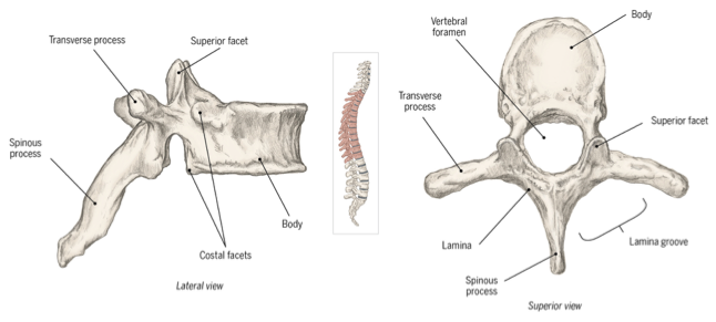 <ul><li><p>has costal facets for rib attatchments</p></li><li><p>thicker posteriorly </p></li><li><p>thinner anteriorly</p></li><li><p>kyphotic curve </p></li></ul><p></p>