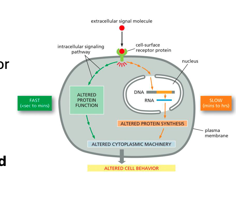 <p>Fast or slow cell signaling responses?<br></p><ul><li><p><span><strong>require</strong> many genes to be <strong>expressed</strong> and many new proteins to be <strong>made</strong></span></p><ul><li><p>e.g., <span>differentiation, growth or division</span></p></li></ul></li></ul><p></p>