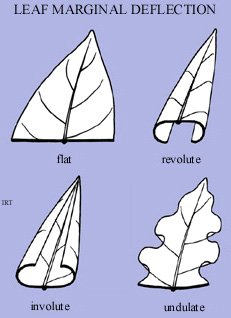 <p><mark data-color="#ffffff" style="background-color: rgb(255, 255, 255); color: inherit;">margin rolls/curls backward toward the abaxial surface of the leaf</mark></p>