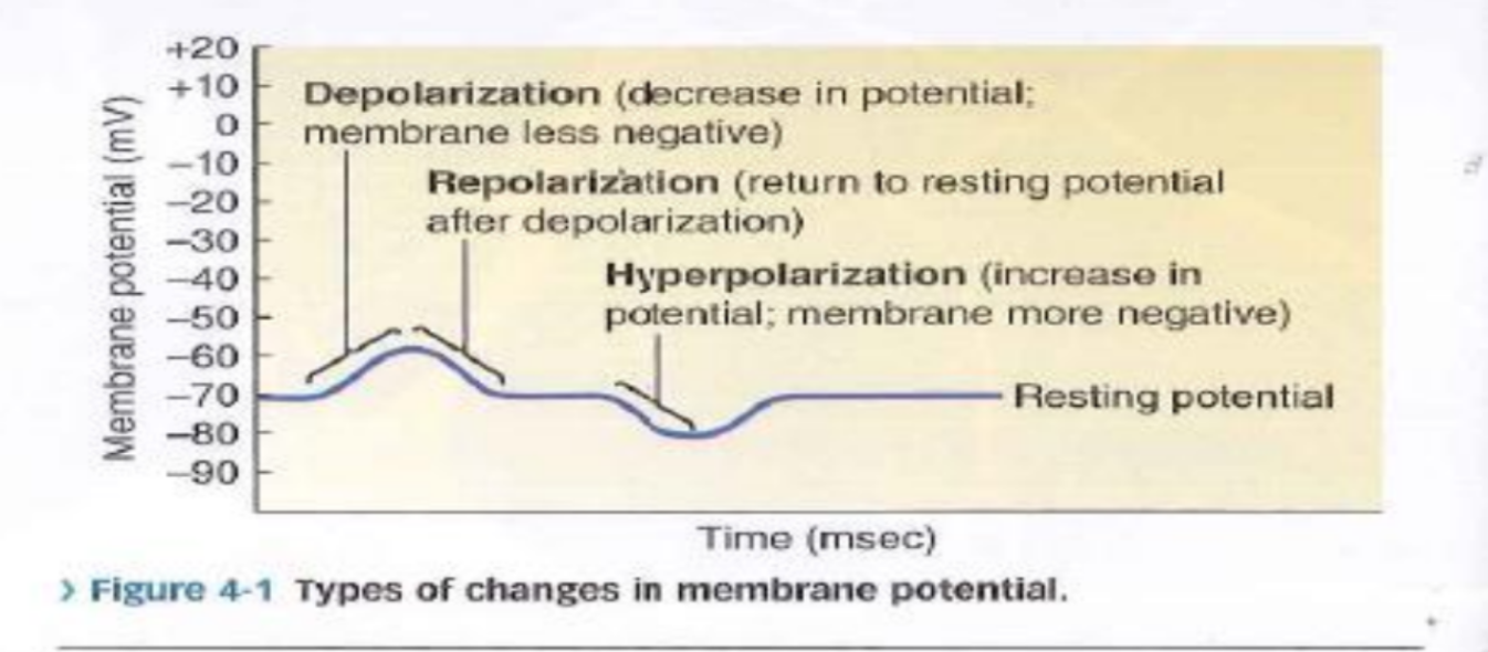 <p>Point 1 (Resting): voltage = -70 mV, all voltage-gated channels closed.<br>Point 2 (Threshold): depolarising stimulus brings membrane to -50 to -55 mV. <br>Point 3 (Depolarisation): voltage-gated Na⁺ channels open fast, Na⁺ floods in, positive feedback loop, voltage shoots to ~+30 mV. <br>Point 4 (Peak): Na⁺ channels begin to inactivate, K⁺ channels start to open, depolarisation halts. <br>Point 5 (Repolarisation): K⁺ channels fully open, K⁺ rushes out, voltage falls back toward -70 mV. <br>Point 6 (Hyperpolarisation): K⁺ channels slow to close, membrane overshoots to ~-80 mV, Na⁺ channels reset from inactivated to closed. <br>Point 7 (Return): K⁺ channels close, membrane returns to -70 mV, Na⁺/K⁺ pump restores ion concentrations.</p>
