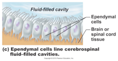 <p>line cavities of the brain and spinal cord, circulate cerebrospinal fluid</p>