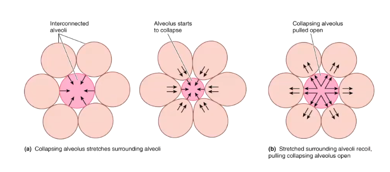 <ul><li><p>the alveoli are all connected</p></li><li><p>if one collapses, the others start pulling it outards</p></li></ul><p></p>