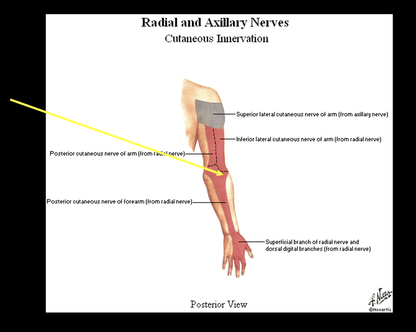 <p>posterior arm, forearm, and hand</p>