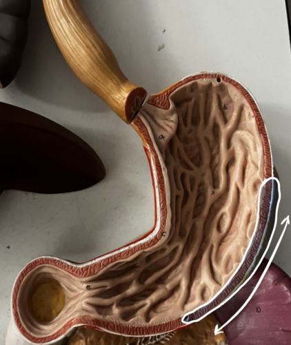 <p>Identify structure</p>