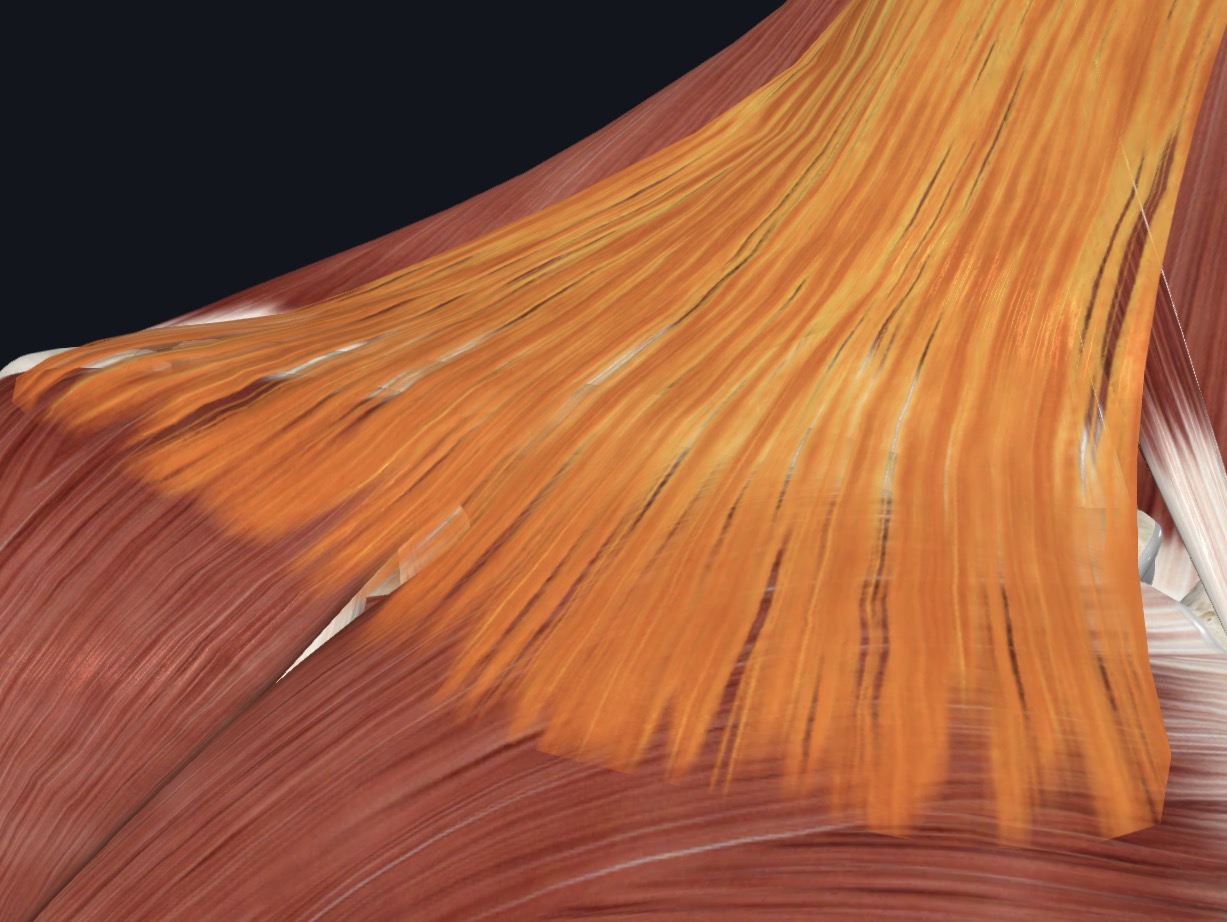 <p>Fascia covering superior parts of pectoralis major and deltoid muscles</p>