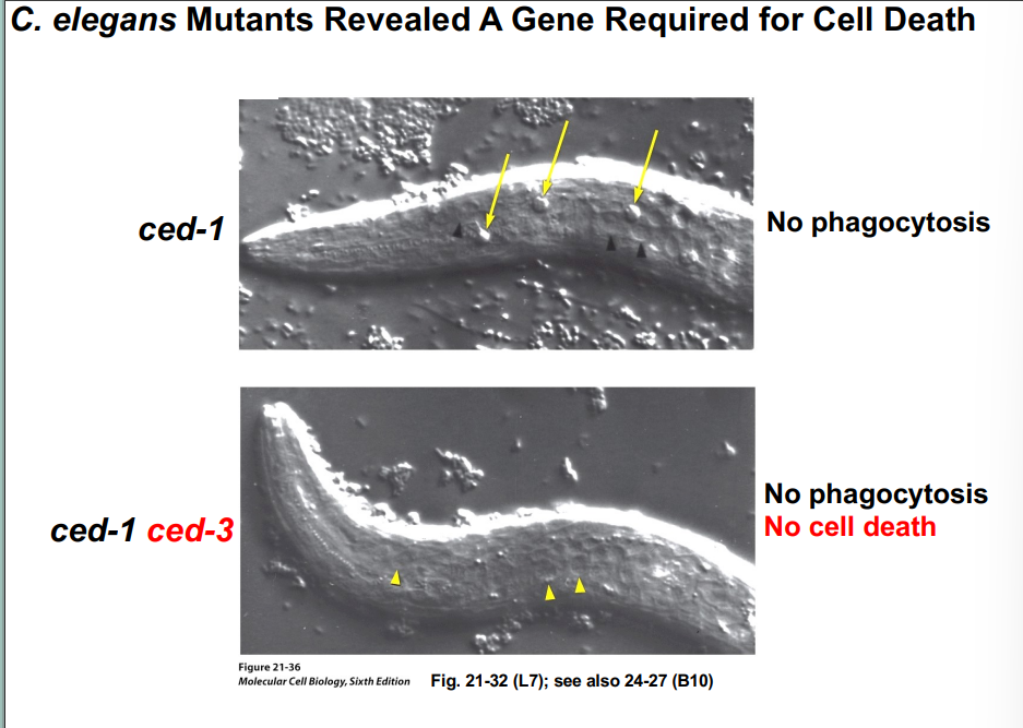 <p><span style="background-color: transparent;"><strong>Discovery of Apoptosis: C. elegans as a Model Organism</strong></span></p>