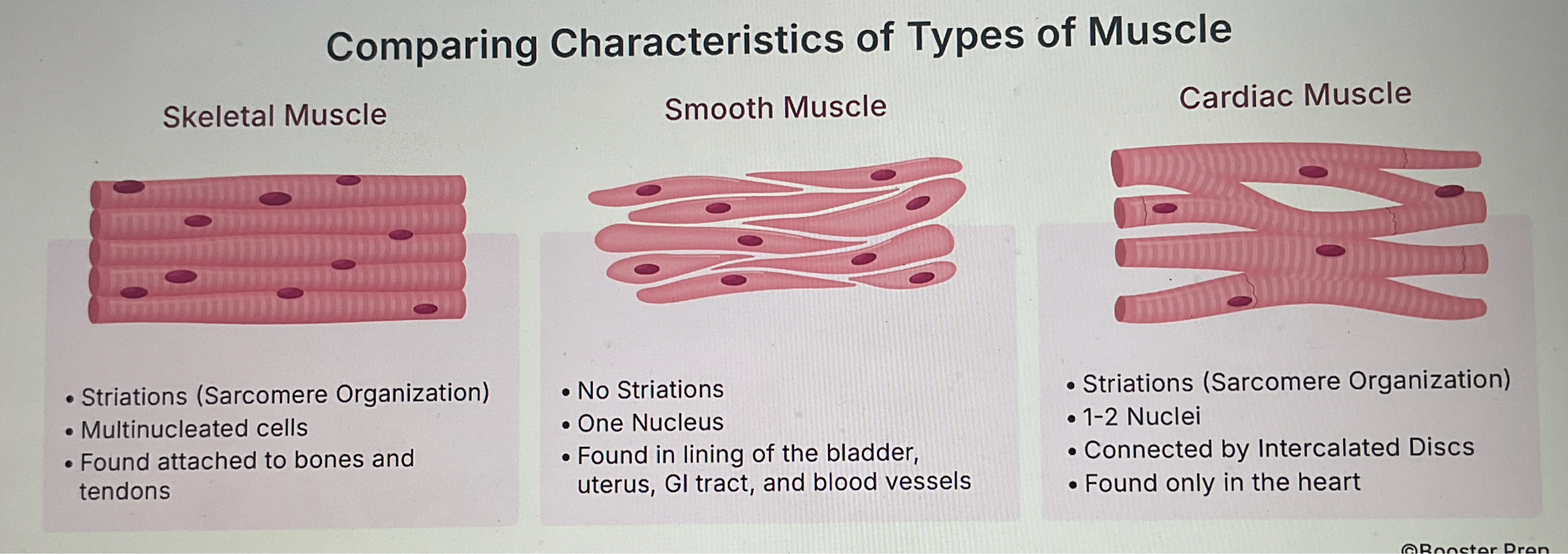 <p><span style="line-height: 1.5;">A. Single nucleus</span></p>