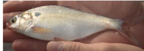 <p>What fish is this</p>