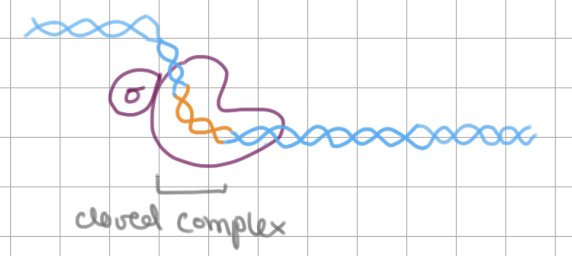 <p>Initiation of Transcription (2/4)</p><ol start="3"><li><p><strong>sigma factor (</strong><span style="background-color: transparent;"><strong>σ)</strong></span> recognizes promoter region by -10 and -35 sequences</p><ul><li><p>contains <u>helix-turn-helix</u> and involved in <u>tighter</u> binding</p></li></ul></li><li><p>RNA pol binding to promoter → <strong>closed complex</strong></p></li></ol><p></p>