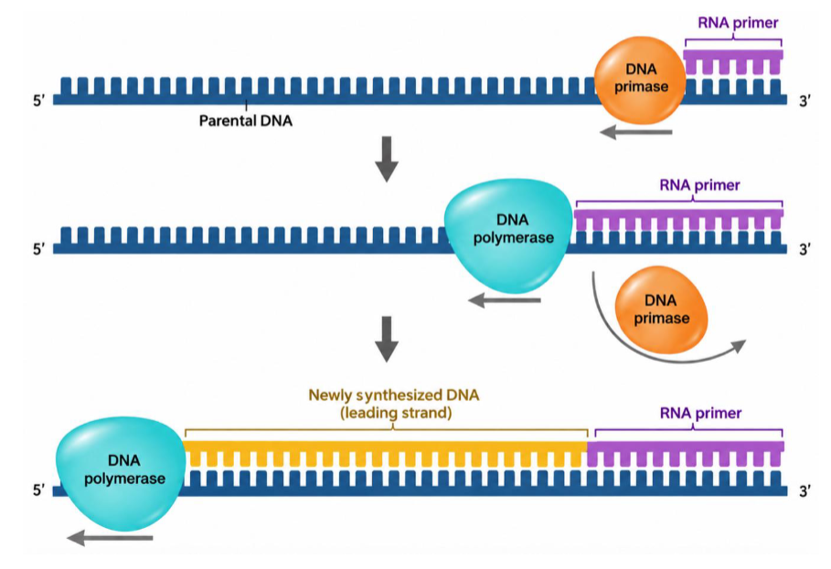 <p>error-prone polymerase</p>