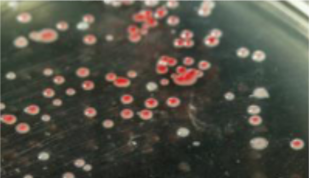<p>solid media - broth media with the addition of agar </p><ul><li><p>agar - marine algae extract</p></li><li><p>liquefies at >95 *C</p></li><li><p>solidifies at 45 *C</p><ul><li><p>remains solid at RT and body temperature</p></li></ul></li></ul><p>Bacteria grow in colonies on solid media surface </p><ul><li><p>all cells in colony descend from single cell</p></li><li><p>approx. 1 mil cells per visible colony </p></li></ul><p></p>