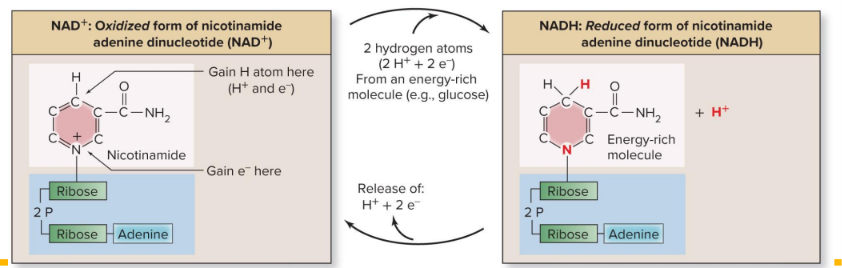 <ul><li><p>energy rich molecule (glucose) is oxidized</p><ul><li><p>gives up 2 hydrogen atoms</p></li></ul></li><li><p>NAD^+ reduced to NADH</p><ul><li><p>gains both a hydrogen ion & 2 electrons</p></li></ul></li><li><p>energy movement of electrons can be used to do work</p></li></ul><p></p>
