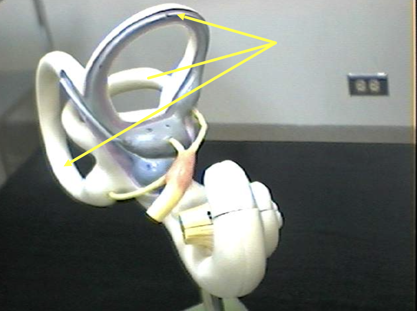 <p>Identify the inner ear parts from another view.</p>