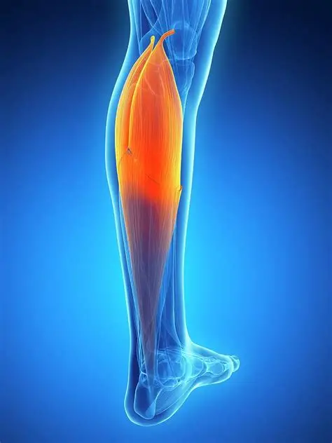 <p>The muscular back part of the lower leg.</p>