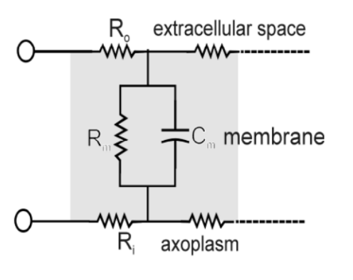 <p><span style="background-color: transparent;"><strong>Length Constant</strong></span></p><ul><li><p>what three factors define length constant</p><ul><li><p>Which one is removed?</p></li></ul></li><li><p>What does the calculation results tell you? (1 correlation)</p></li><li><p>If you were to change the value of the length constant, how would you, and why would you?</p></li><li><p>What is the equation (hint: use the picture provided)</p></li></ul><p></p>