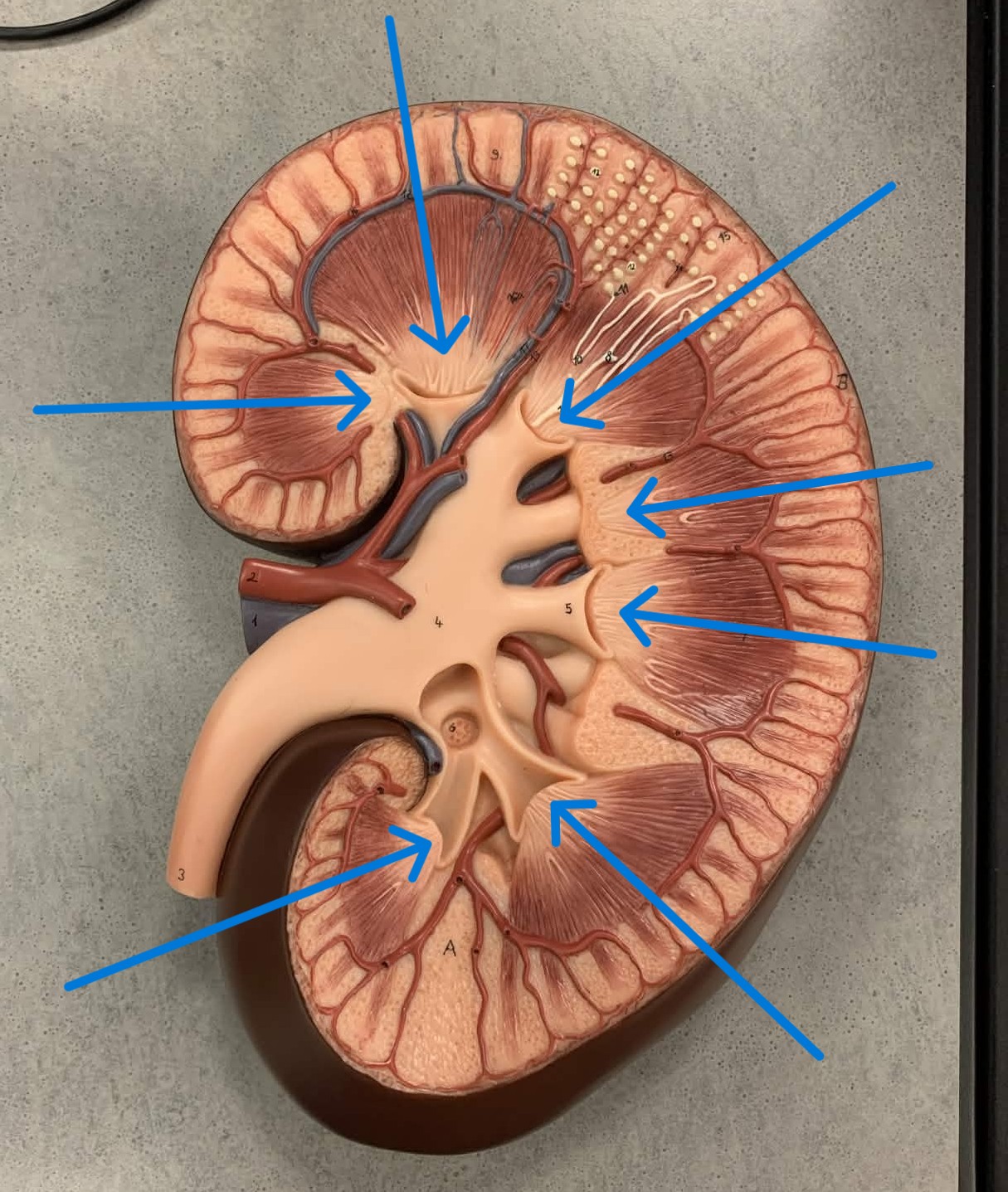 <p>Which part of the kidneys:</p><ul><li><p>Tip or point of pyramid</p></li></ul><p></p>