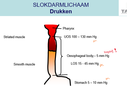<p><span>In slokdarm lichaam is de druk laag en zelfs negatief, omdat het zal fluctueren met de ademhaling.</span></p><p style="text-align: left;"><span>-5 mmHg</span></p><p style="text-align: left;"></p><p style="text-align: left;"><span>-</span></p><p style="text-align: left;"><span>Bij LOS weer een hoge drukzone en moet ontspannen tijdens slikken.</span></p>