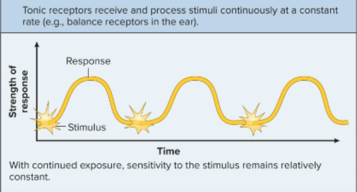 <p>slowly adapt (only slowly decrease firing in response to a constant stimulus) </p>
