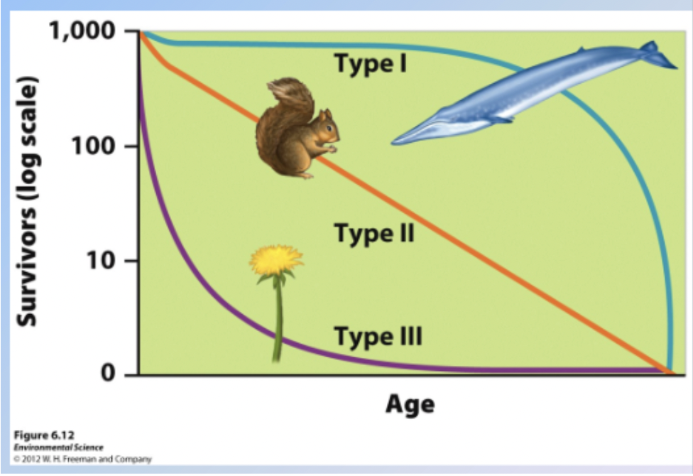 <p>Excellent survivorship over lifespan</p>