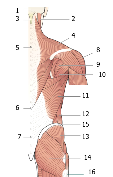 <p>14</p>