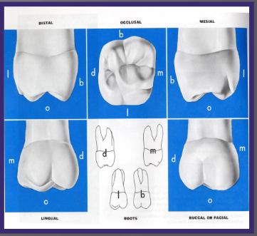 <p>2 buccal</p><p>2 palatal </p><p>1 Carabelli’s cusp</p>