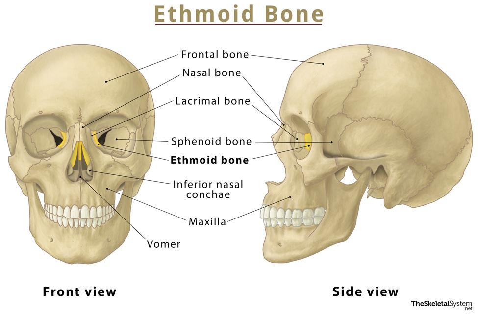 <p>Ethmoid bone (1)</p>