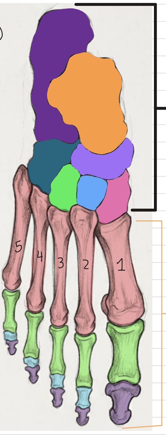 <p>What is colored in green?</p>