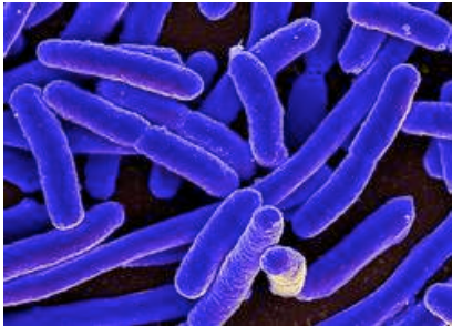 <p>The organism depicted above most likely belongs to</p>