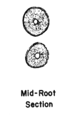 <p>- both root branches are more or less round in outline</p><p>- buccal root outline is slightly greater in circumference</p>