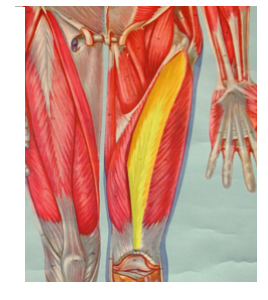 <p>What is the highlighted muscle? what is its action?</p>