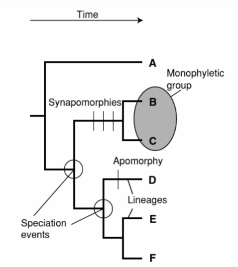 <p>What is A?</p><p>How do B and C relate?</p><p>define synapomorphy</p><p>define branching point</p>